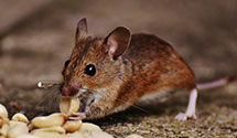 24 Hour & Emergency Exterminators in Verona, WI